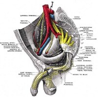 Pelvic Plexus