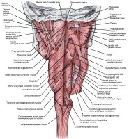 Pharyngeal Plexus