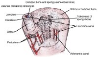 Bone Osteon Diagram