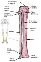 Tibia and fibula. Proximal tibia makes up entire a