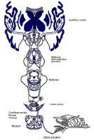 Illustration of the auditory reflex pathway. 