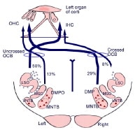 Central Auditory System