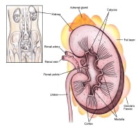 Pole Of Kidney