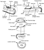 Nail Anatomy: Overview, Gross Anatomy, Nail Growth