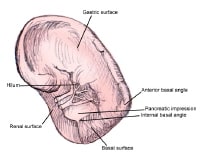 Splenic Hilum