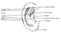 Ear Crura