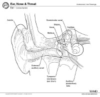 Ear Anatomy