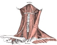 Cervical Neck Muscles