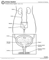 Female Urethra Anatomy: Overview, Gross Anatomy, Microscopic Anatomy