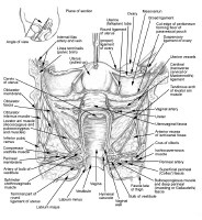 Female Urethra Anatomy: Overview, Gross Anatomy, Microscopic Anatomy