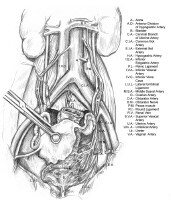 Proximal Urethra