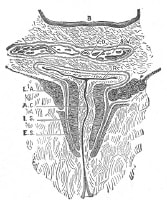 Coronal section through the anal canal. 