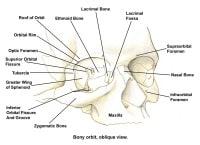 Skull Base Anatomy: Overview, Anterior Skull Base, Middle Skull Base