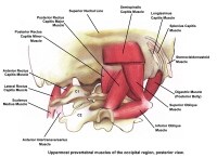 Skull Base Anatomy: Overview, Anterior Skull Base, Middle Skull Base