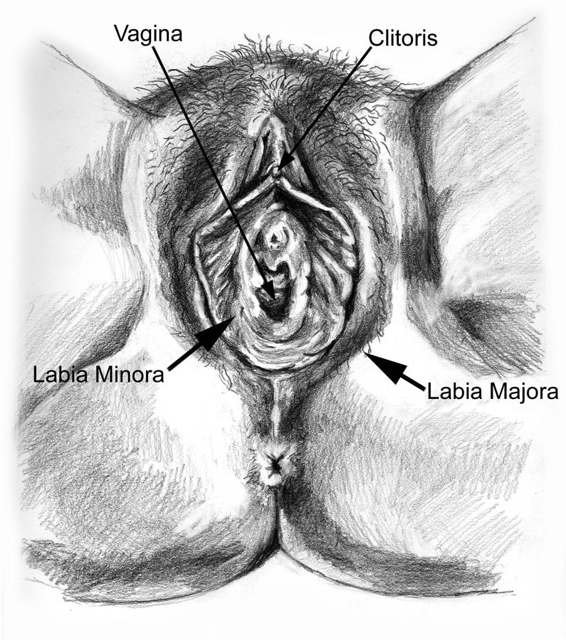 External female genitalia. Labia minora are found.