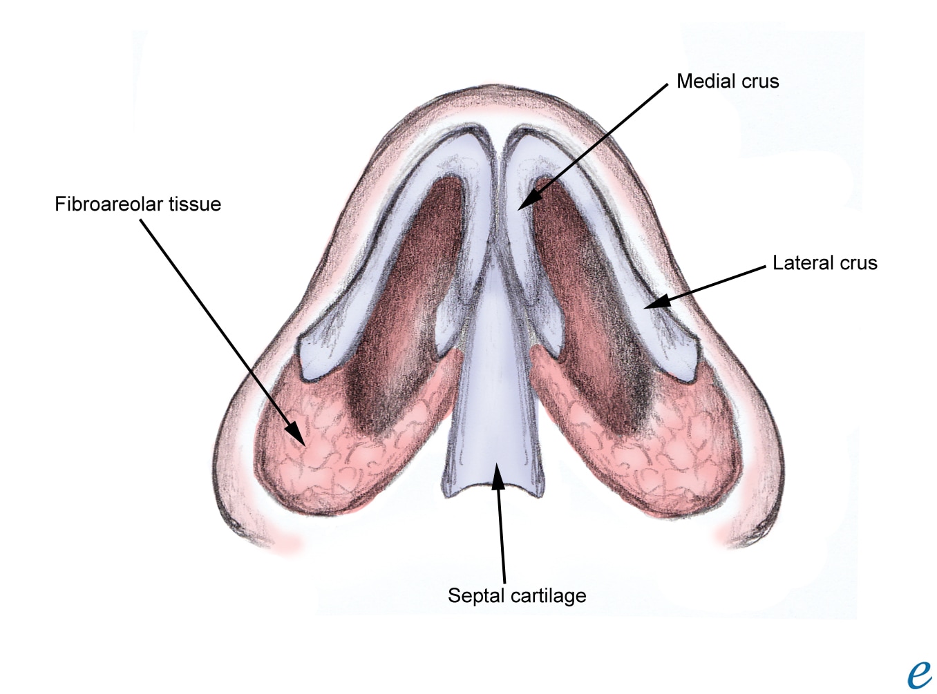 nasal septum After using