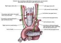 Seventh Nerve Anatomy