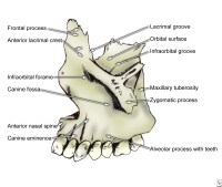 Dental Structure