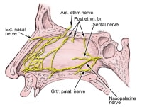 Anterior Ethmoidal Nerve