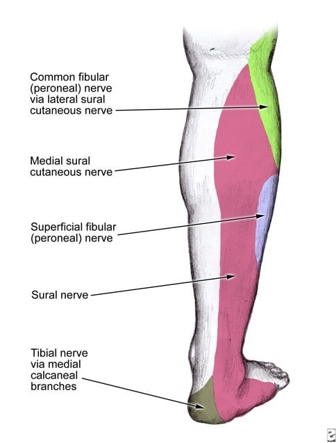 Tibial Nerve Dermatome. Dermatome of the superficial