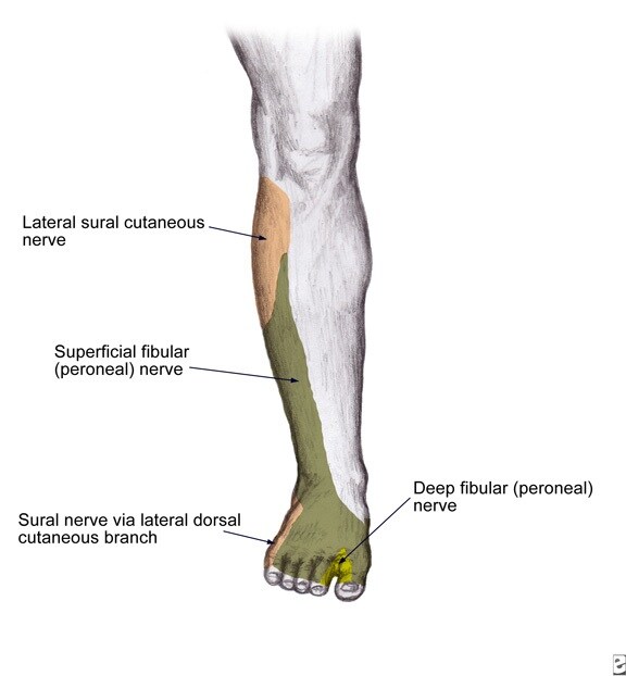 Nerve Pain Nerve Pain Calf Treatment