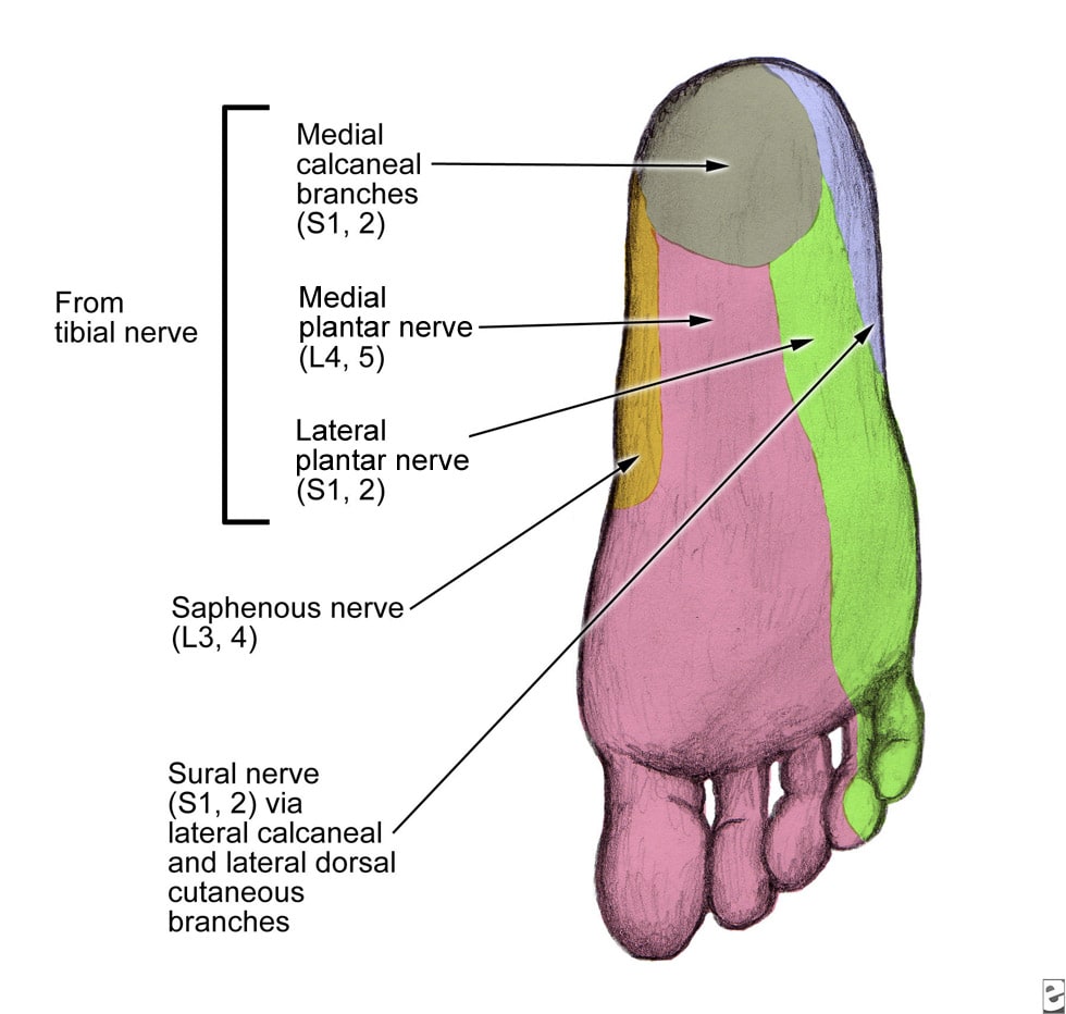 Foot Dermatome