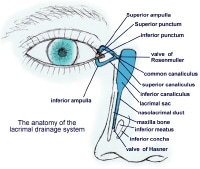 Lacrimal Drainage System