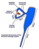 Lacrimal Drainage System