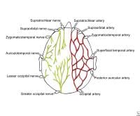 Sensory innervation and arterial supply of the sc...