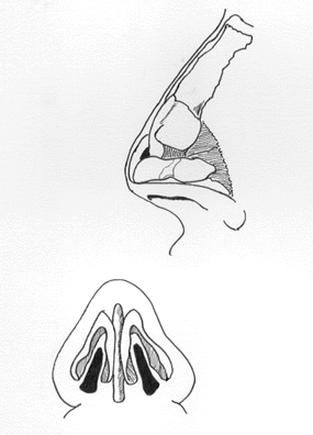 Nose anatomy.