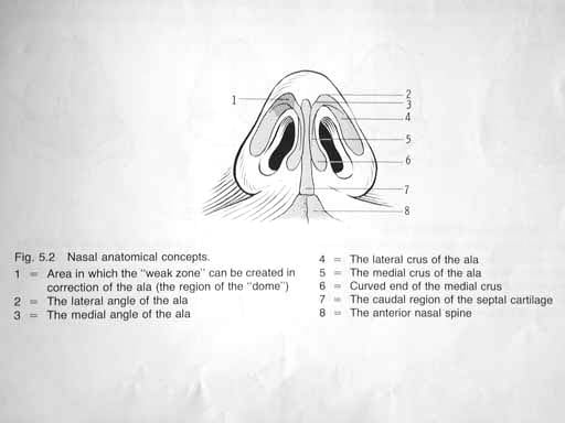 Nose anatomy, base. Image used with permission.