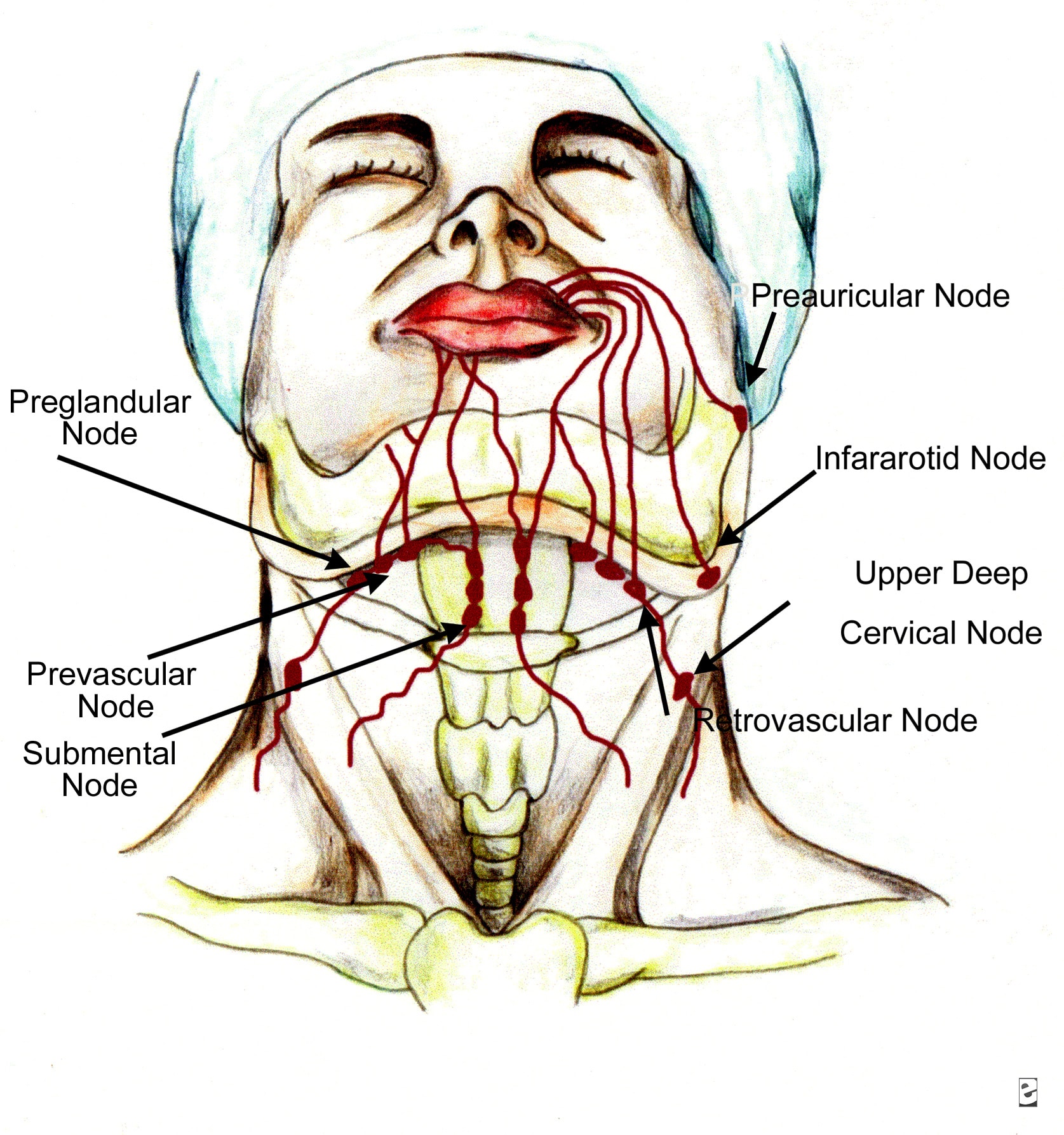 Lips and perioral region  anatomy. Lymphatic drain...