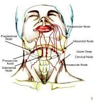 Lips and perioral region anatomy. Lymphatic drain...