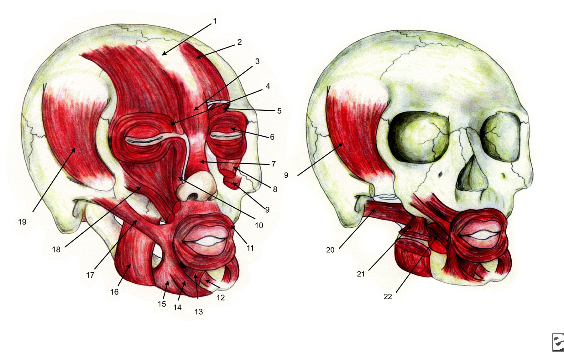 Facial muscles: 1) Galea  aponeurotica, 2) Fronta...