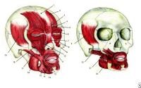 Facial muscles: 1) Galea aponeurotica, 2) Fronta...