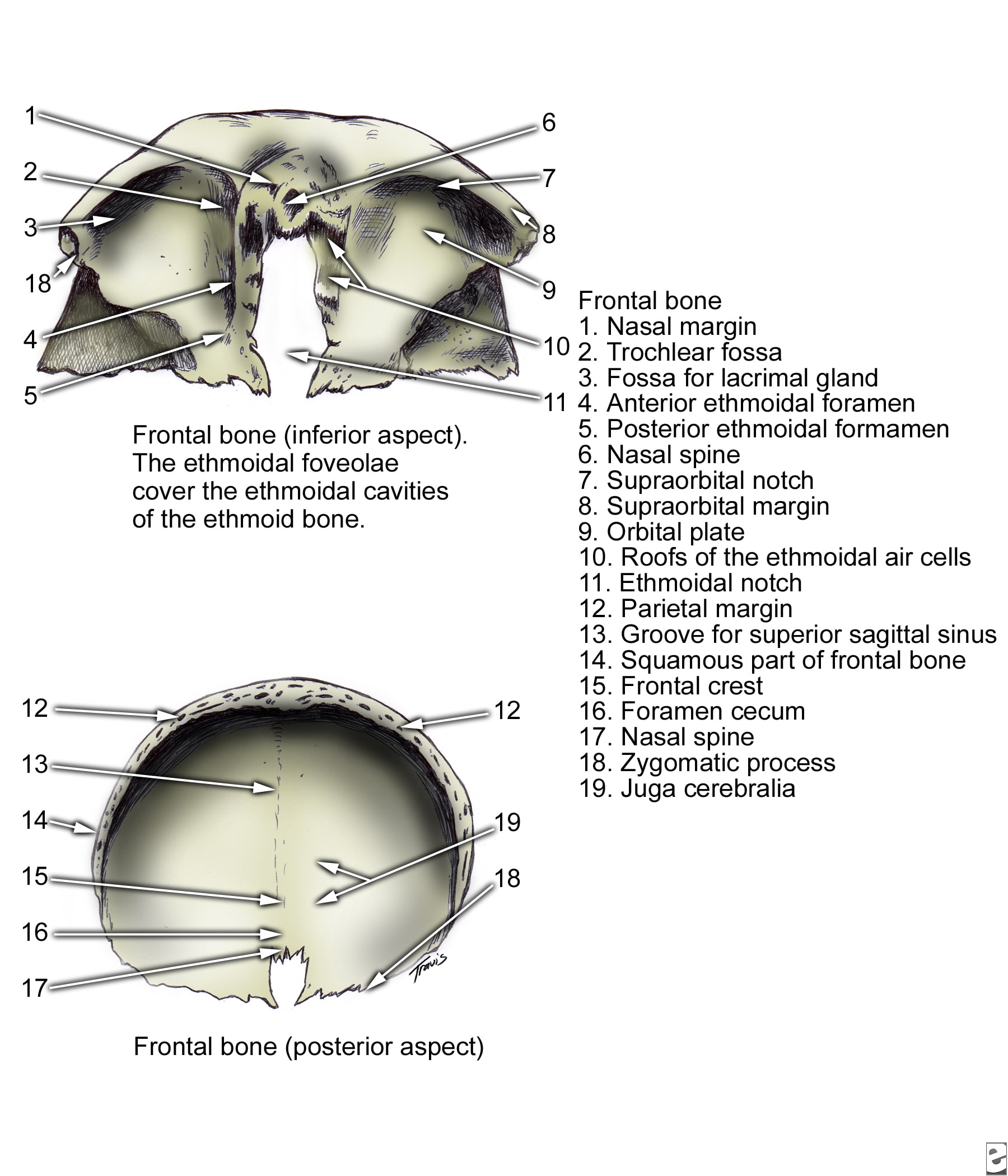 ORAL & MAXILLO-FACIAL SURGERY: Facial Bone Anatomy