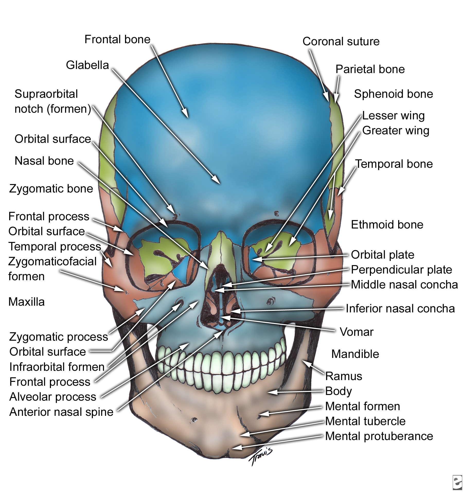 Skull, anterior view.