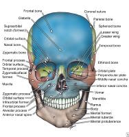 nasal bone anatomy