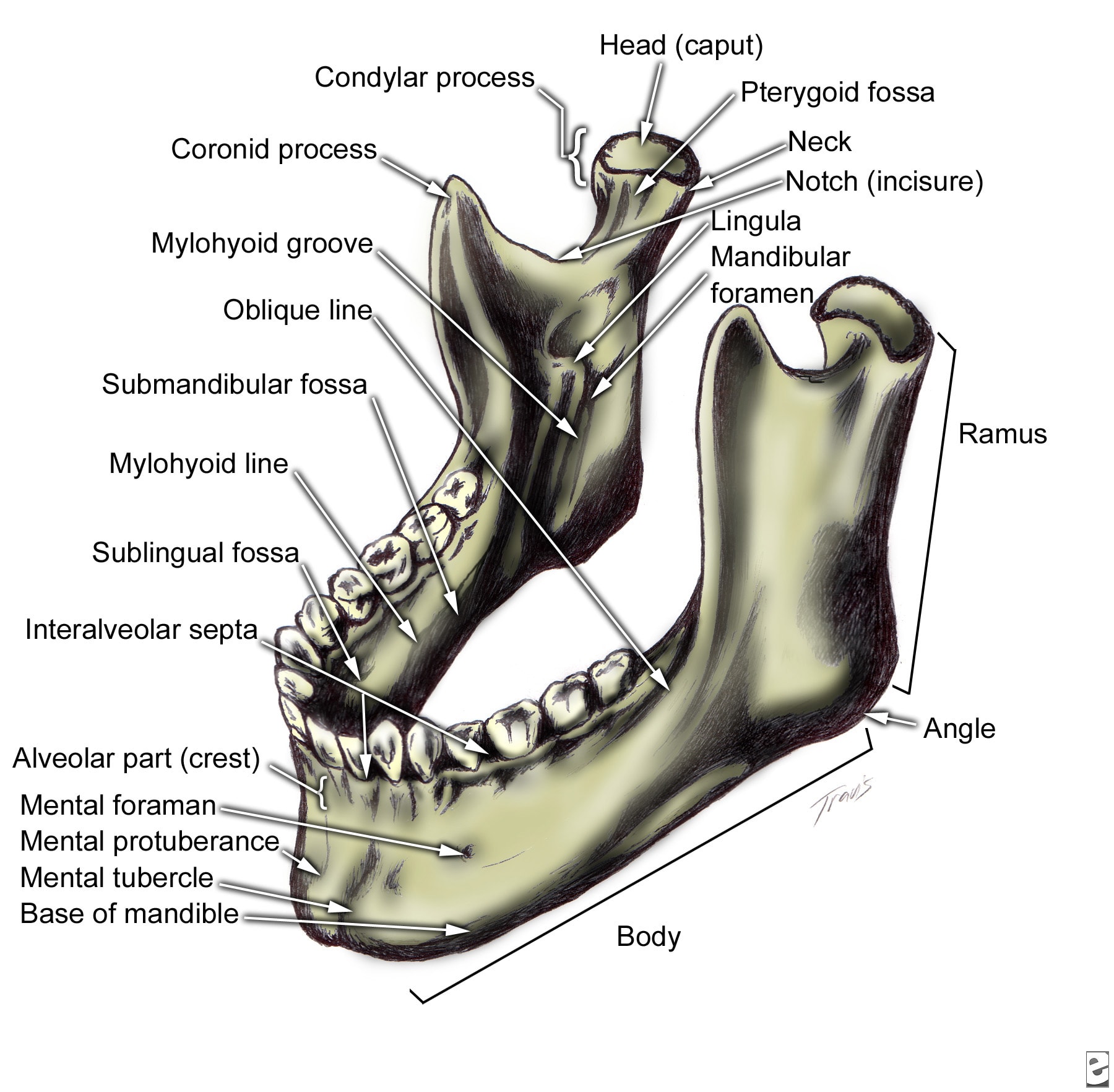 Oral And Maxillo Facial Surgery Facial Bone Anatomy