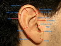 Ear Landmarks