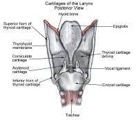 larynx ligaments