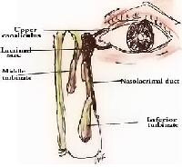 Lacrimal Drainage System