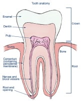 tooth anatomy quiz