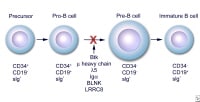 Early stages of B-cell differentiation can be iden