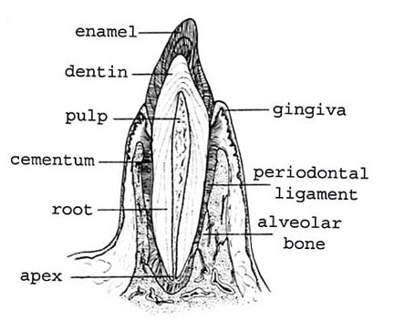 tissue layers of the tooth