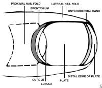 Anatomy of the nail, superior view.