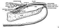 Anatomy of the nail, sagittal view.