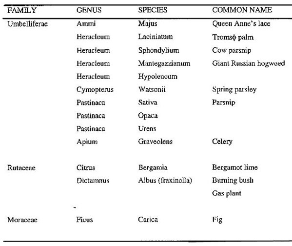 household objects containing phosphorus