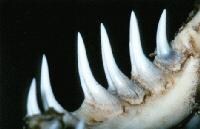 Gila Monster Teeth