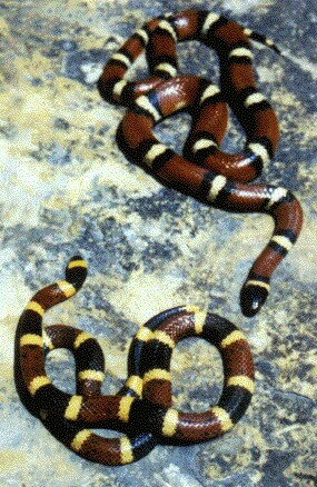 coral snake envenomation